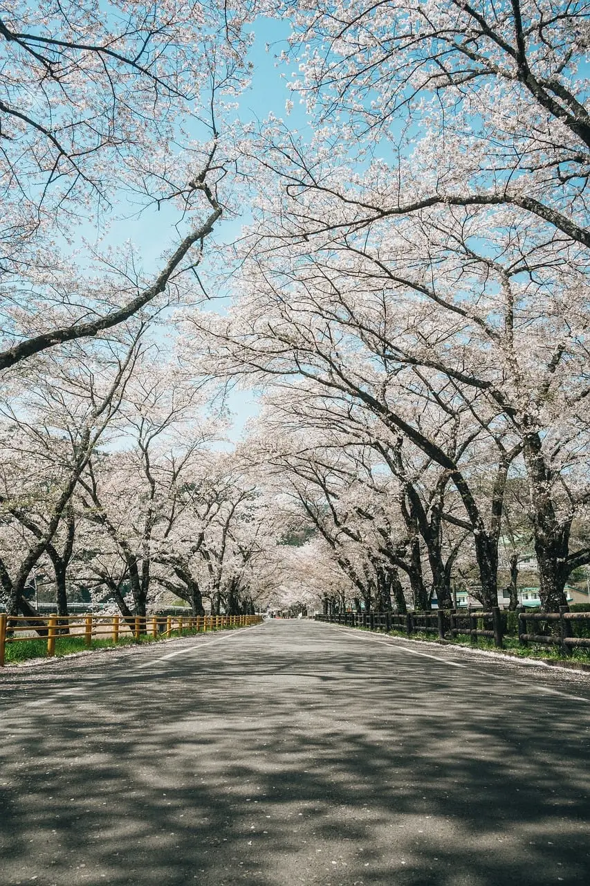 cherryblossoms, nature, landscape, japan, travel, photography, sakura, spring